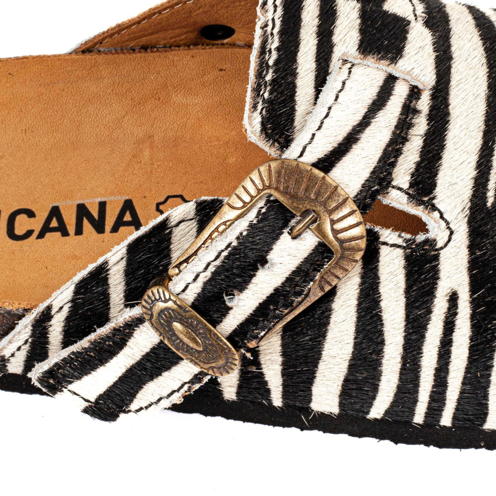 CORAL ZEBRA