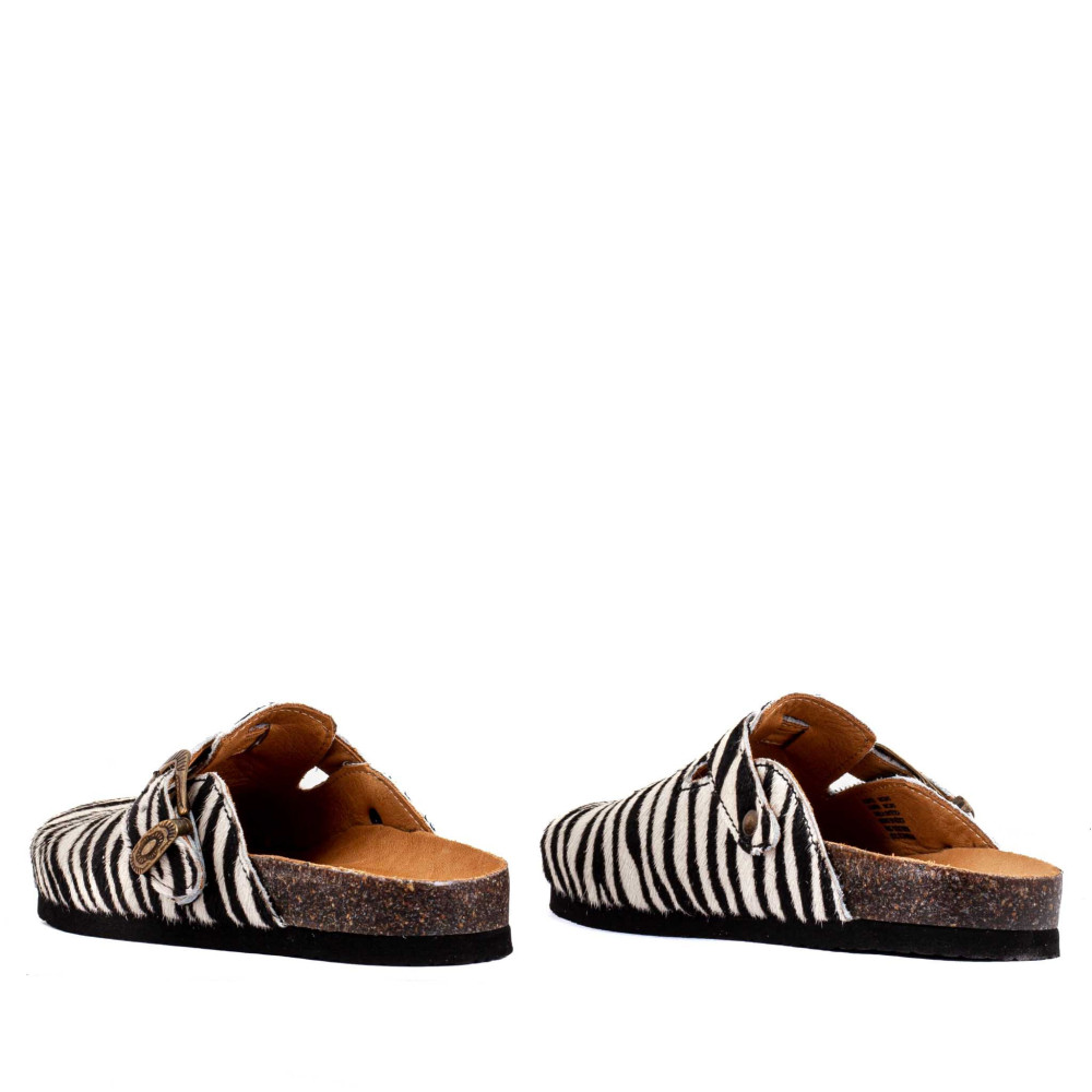 CORAL ZEBRA
