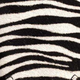 CORAL ZEBRA